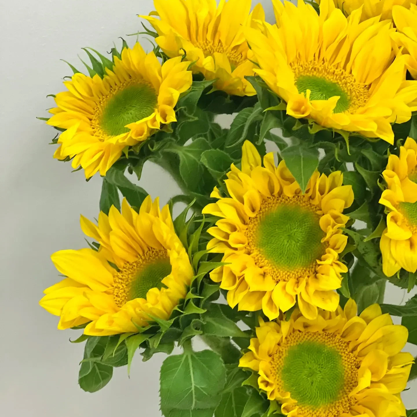 绿心向日葵 10支/扎 颜色深浅略有差异 以实物为准 云南基地发货（价格已包含包装费用） 运费以实际为准，多退少补。