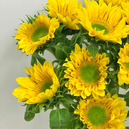 绿心向日葵 10支/扎 颜色深浅略有差异 以实物为准 云南基地发货（价格已包含包装费用） 运费以实际为准，多退少补。 商品图0
