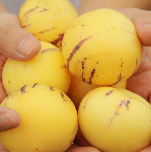 云南七彩人参果 商品图7