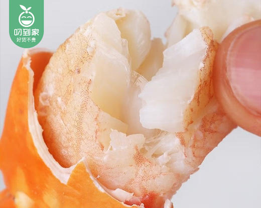 本港鲜活燕母鲟/1只（150-200g） 商品图1