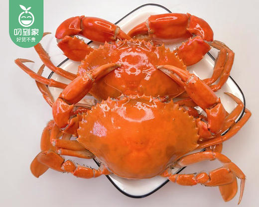 本港鲜活燕母鲟/1只（150-200g） 商品图5