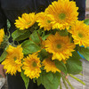 绿心向日葵 10支/扎 颜色深浅略有差异 以实物为准 云南基地发货（价格已包含包装费用） 运费以实际为准，多退少补。 商品缩略图2