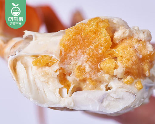 本港鲜活燕母鲟/1只（150-200g） 商品图6