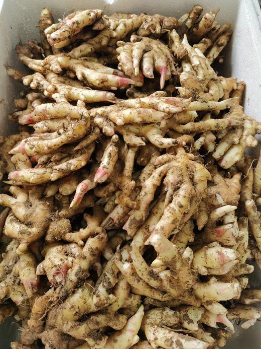 锄禾生姜（250g)香辣鲜嫩，高山种植，不打农药，不用化肥 商品图9