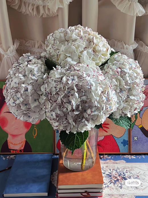 哥伦比亚进口Truffle黑松露胡椒绣球花1支 商品图7