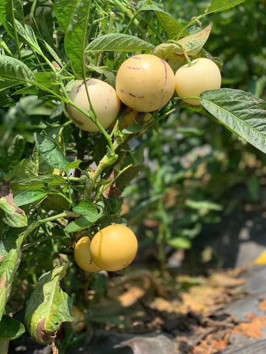 【海南日报推荐】火山岩人参果 商品图1