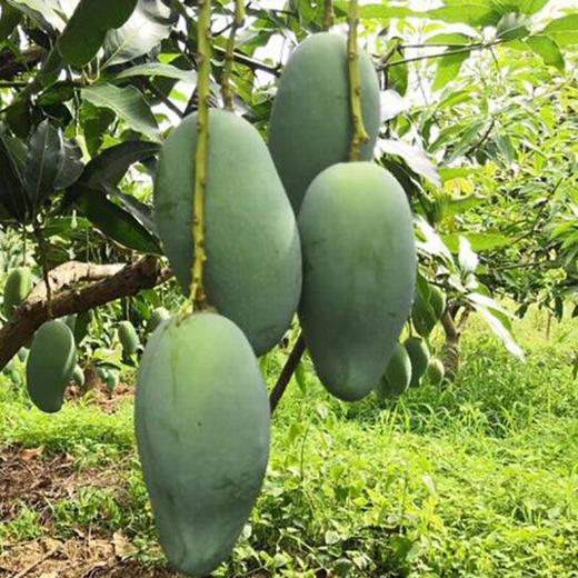 【临高】精品芒果 4 KG(8斤)  应季现摘水果 商品图2