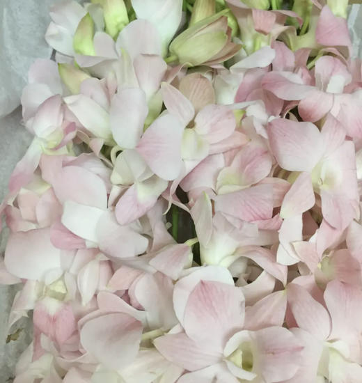 泰国-【洋兰】粉 商品图1