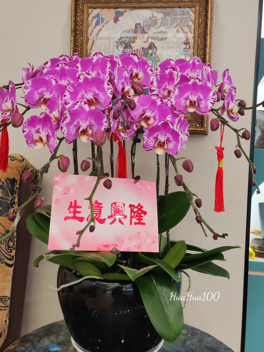 好友开业，送礼佳选
丨8株蝴蝶兰盆景 商品图0