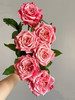 闺蜜玫瑰【我们散落各地，我们灵魂相依】简小姐精选奥斯汀花型 复色新品玫瑰 闺蜜 2件顺丰包邮 基地直发 商品缩略图2