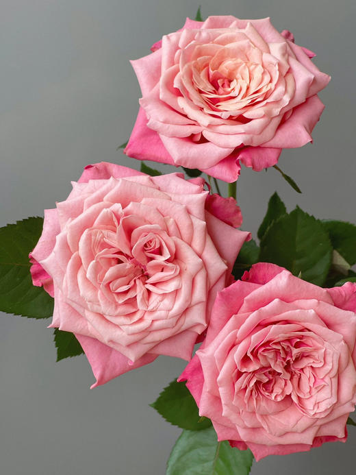 闺蜜玫瑰【我们散落各地，我们灵魂相依】简小姐精选奥斯汀花型 复色新品玫瑰 闺蜜 2件顺丰包邮 基地直发 商品图10