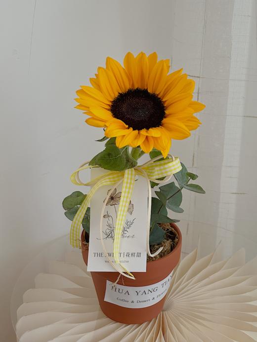 教师节：匠心时光 · 桌面盆栽 商品图1