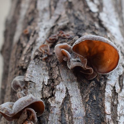 神农唛精选木耳 180g 商品图1