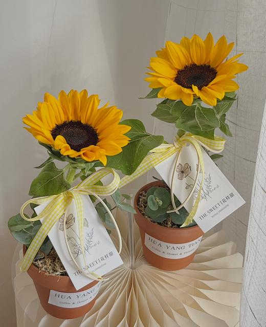 教师节：匠心时光 · 桌面盆栽 商品图2