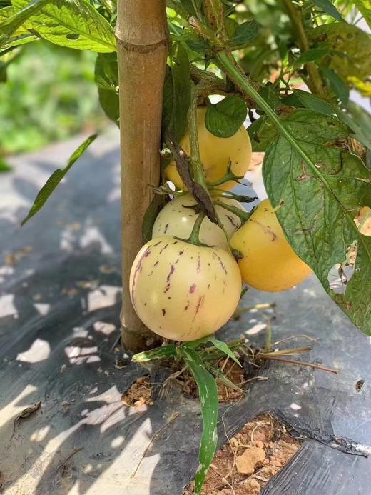 【海南日报推荐】火山岩人参果 商品图2