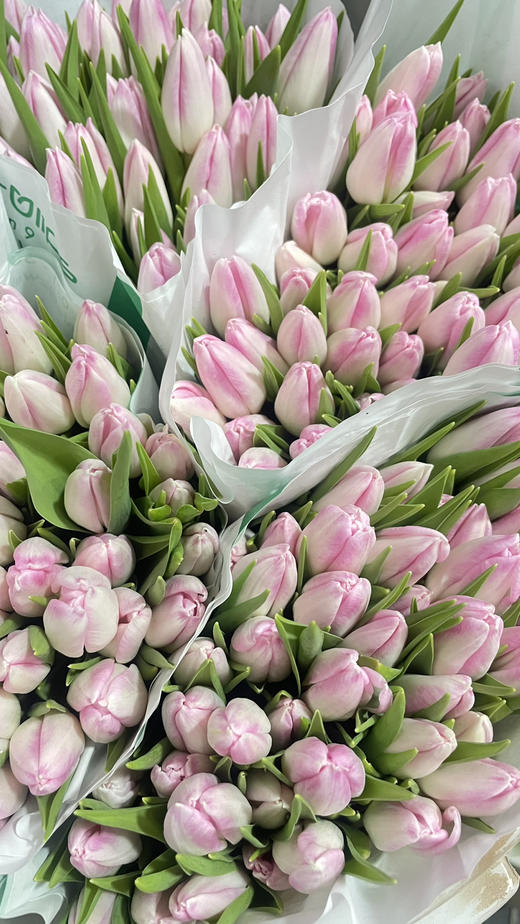 【国产郁金香】粉白色(马卡龙）  约10支/扎 商品图8