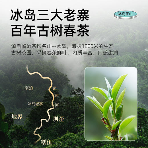 茶马世家冰岛正山小玉饼云南古树生熟普洱地界白 商品图4