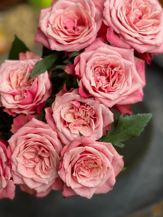 闺蜜玫瑰【我们散落各地，我们灵魂相依】简小姐精选奥斯汀花型 复色新品玫瑰 闺蜜 2件顺丰包邮 基地直发 商品图4