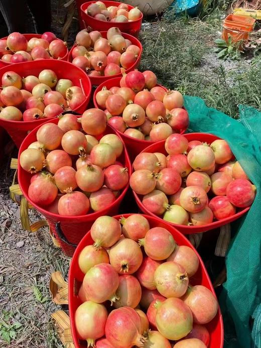 突尼斯软籽石榴整箱10斤装（净果重7.5-8斤，6-9个随机装） 商品图5