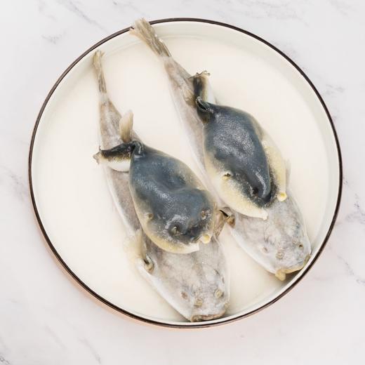 中洋鱼天下 2024年货新品礼盒经典河豚系列 788型河豚礼盒 商品图2