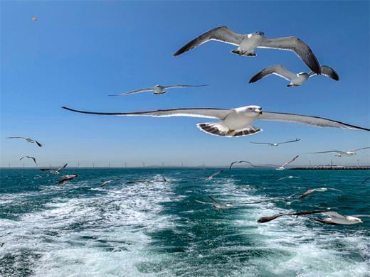 五一4日【威海青州】网红威海の一半浪漫一半山海-漫步青州古城 商品图7