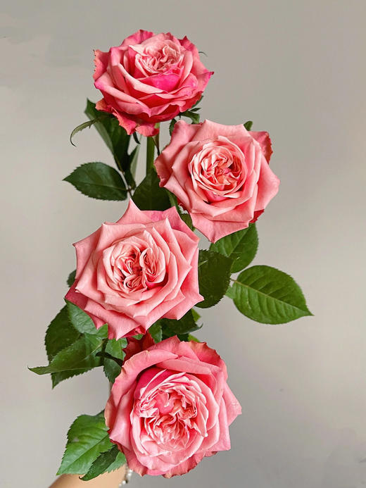 闺蜜玫瑰【我们散落各地，我们灵魂相依】简小姐精选奥斯汀花型 复色新品玫瑰 闺蜜 2件顺丰包邮 基地直发 商品图3