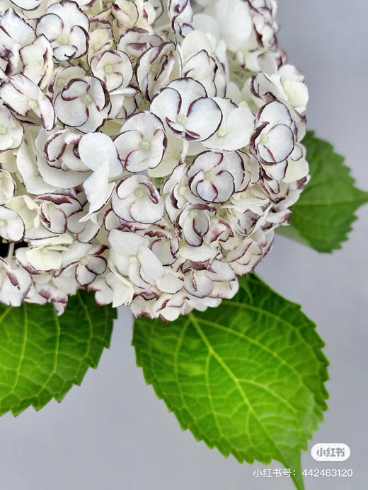 哥伦比亚进口Truffle黑松露胡椒绣球花1支 商品图2