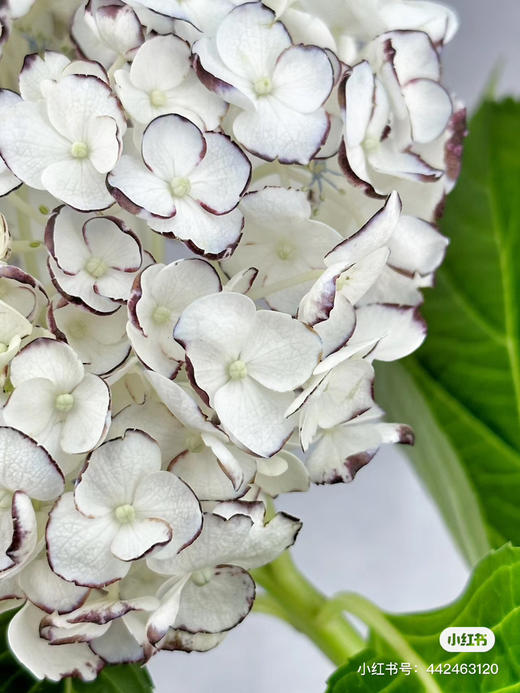 哥伦比亚进口Truffle黑松露胡椒绣球花1支 商品图1