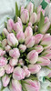 【国产郁金香】粉白色(马卡龙）  约10支/扎 商品缩略图7