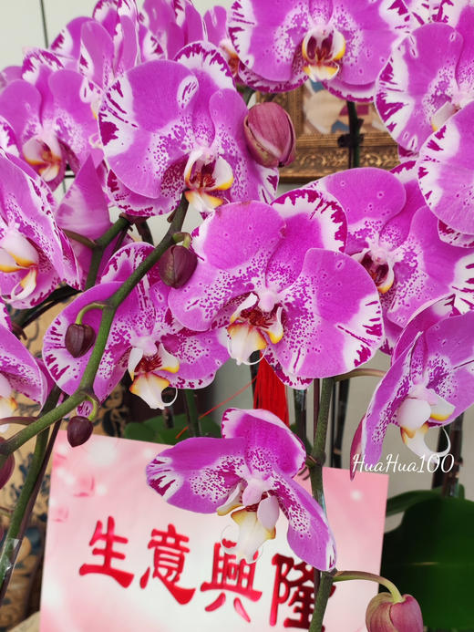 好友开业，送礼佳选
丨8株蝴蝶兰盆景 商品图2