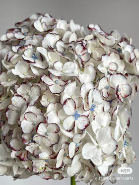 哥伦比亚进口Truffle黑松露胡椒绣球花1支