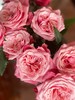 闺蜜玫瑰【我们散落各地，我们灵魂相依】简小姐精选奥斯汀花型 复色新品玫瑰 闺蜜 2件顺丰包邮 基地直发 商品缩略图11