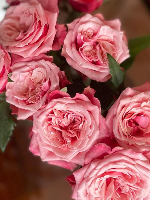 闺蜜玫瑰【我们散落各地，我们灵魂相依】简小姐精选奥斯汀花型 复色新品玫瑰 闺蜜 2件顺丰包邮 基地直发 商品图11