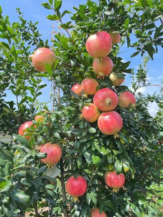 突尼斯软籽石榴整箱10斤装（净果重7.5-8斤，6-9个随机装） 商品图1