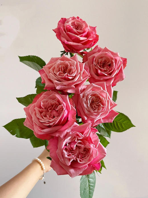 闺蜜玫瑰【我们散落各地，我们灵魂相依】简小姐精选奥斯汀花型 复色新品玫瑰 闺蜜 2件顺丰包邮 基地直发 商品图0