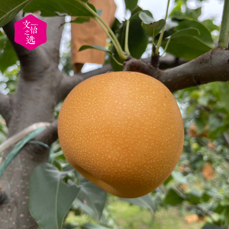 【好吃的】莱西 秋月梨 圆润饱满 脆嫩多汁 口感清甜 老少皆宜  4.5斤彩箱装/礼盒装