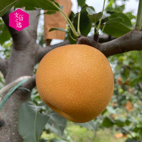 【好吃的】莱西 秋月梨 圆润饱满 脆嫩多汁 口感清甜 老少皆宜  4.5斤彩箱装/礼盒装