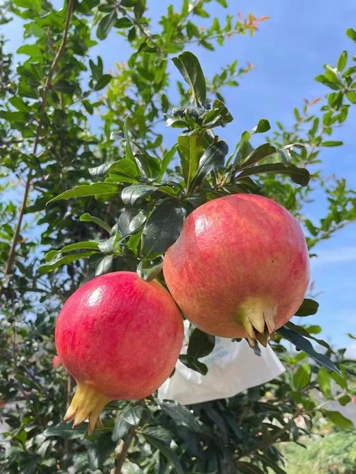 突尼斯软籽石榴整箱10斤装（净果重7.5-8斤，6-9个随机装） 商品图4