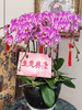 好友开业，送礼佳选
丨8株蝴蝶兰盆景 商品缩略图1