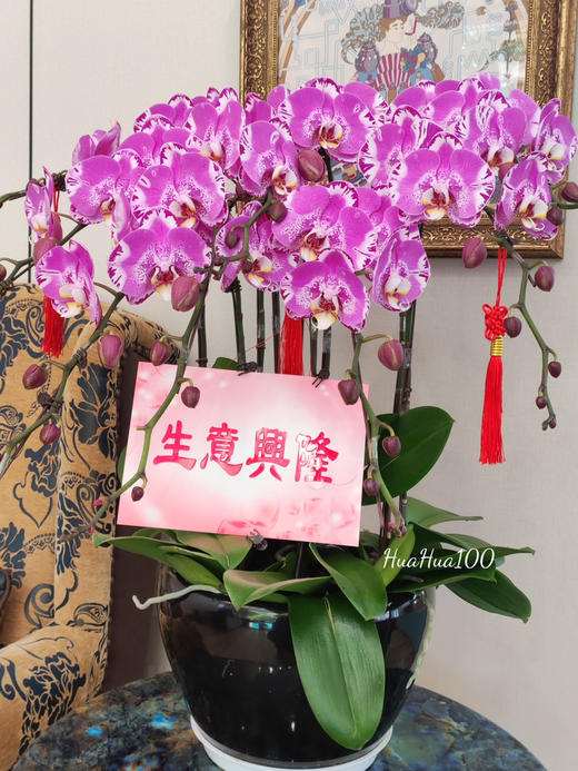 好友开业，送礼佳选
丨8株蝴蝶兰盆景 商品图1
