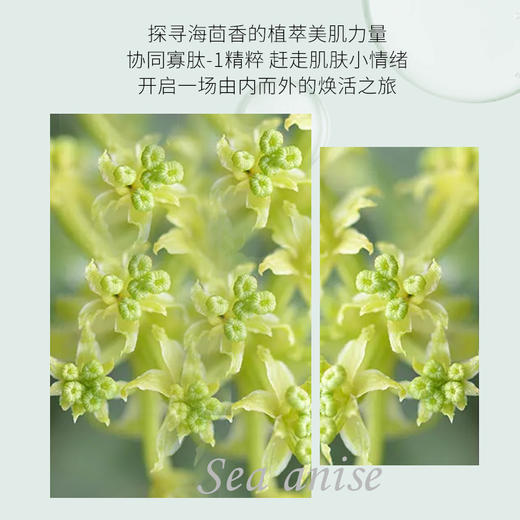 （12盒超值囤货版）JOVISSE海茴香焕颜冻干粉套装*12盒 商品图2