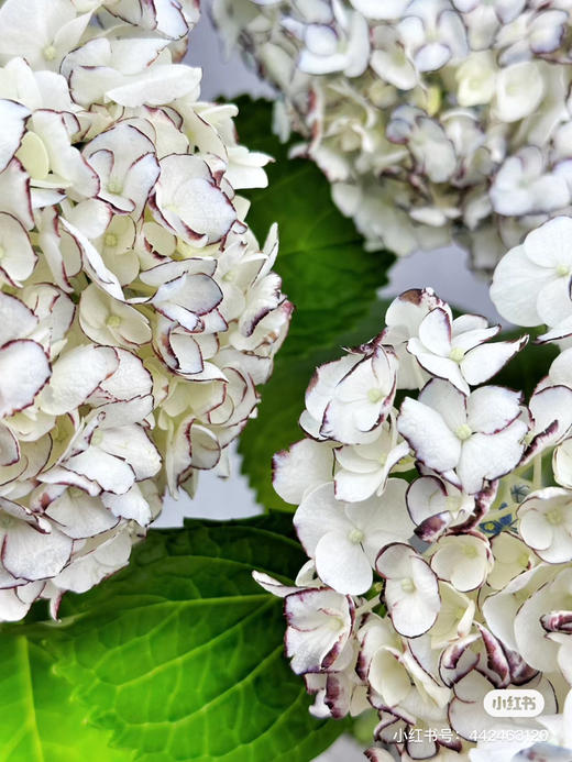 哥伦比亚进口Truffle黑松露胡椒绣球花1支 商品图4