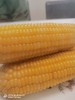 加油苞玉米约10条/件 商品缩略图0