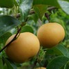 有机香水梨 | 酥香爽口 | 合作生产 | 基地直发包邮*Organic Pear 商品缩略图1