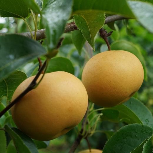 有机香水梨 | 酥香爽口 | 合作生产 | 基地直发包邮*Organic Pear 商品图1
