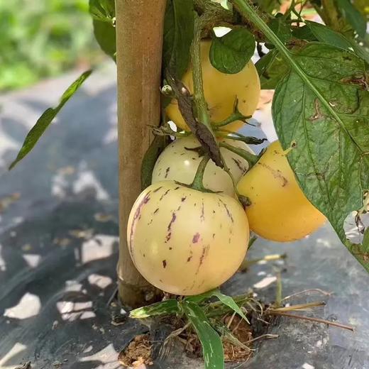 【云南人参果】家庭装 只选树上熟果子，新鲜采摘，圆果黄肉，细腻无渣，饱满多汁，人参果以清甜、爽口、低糖独树一帜，尤其适合老人、孕妇和小朋友食用 商品图2