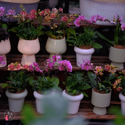 【2023. 教师节】蝴蝶兰组合小盆栽89（配手提袋 现货，下单即可到店自提） 商品图6