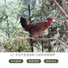 林下鸡 商品缩略图2