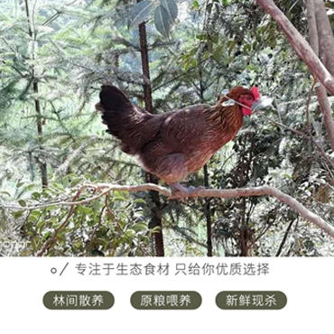 林下鸡 商品图2