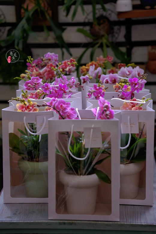 【2023. 教师节】蝴蝶兰组合小盆栽89（配手提袋 现货，下单即可到店自提） 商品图5
